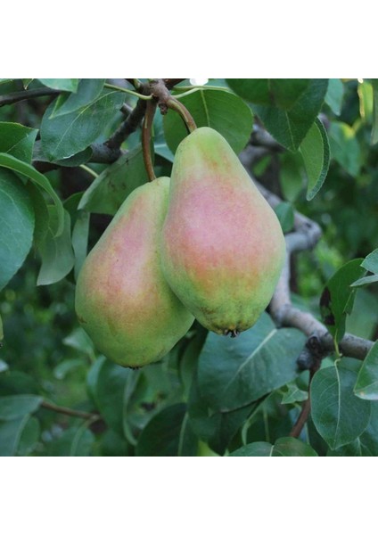 Tüplü Santa Maria Armut Fidanı