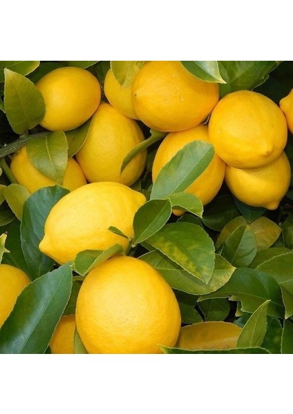 Tüplü Yediveren Iri Meyveli Euroka Limon Fidanı