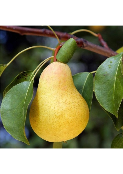 Tüplü Williams Armut Fidanı