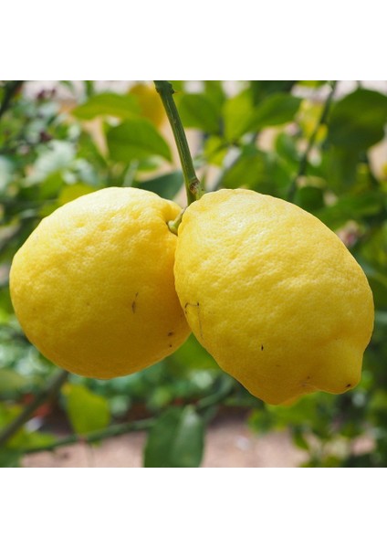 Tüplü Donlara Dayanıklı Yarı Bodur Nadir Kütdiken Limon Fidanı