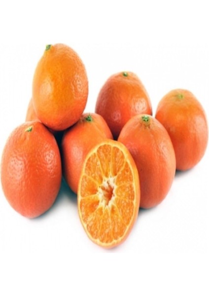 Tüplü Çok Dallı Bodur Tipte Kokulu 3-4 Yaşlı Çekirdeksiz Mandalina Fidanı