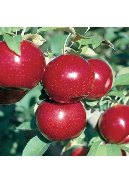Tüplü Early Red One Elma Fidanı