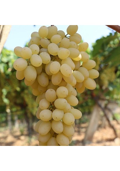 Tüplü Iri Meyveli Yellow Samancı Çekirdeksiz Üzüm Fidanı