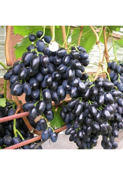 Nadir Iri Taneli Papaz Karası Şaraplık Üzümü Fidanı