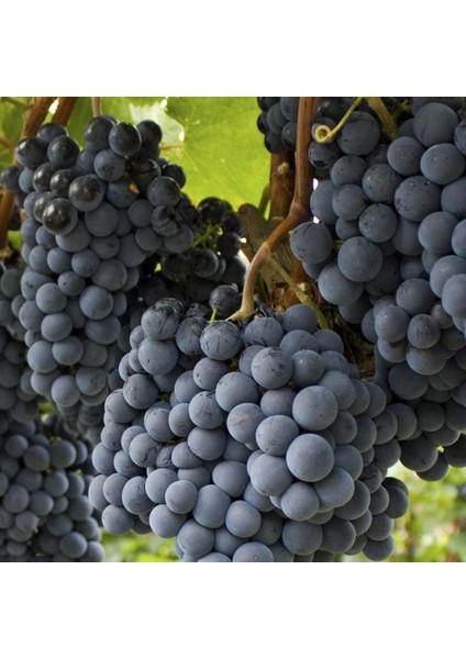 Tüplü Yöresel Pozantı Karası Bol Sulu Üzüm Fidanı