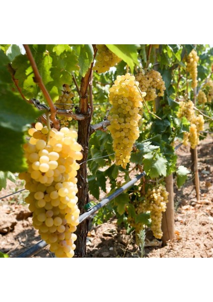 Tüplü Maccabeu Bol Verimli Üzüm Fidanı