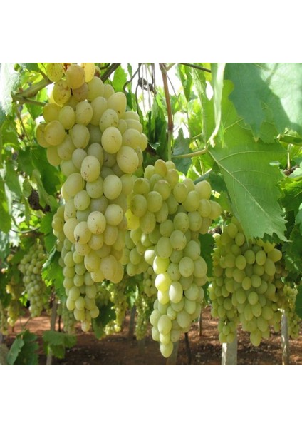 Tüplü Çok Tatlı Tarsus Beyazı Üzüm Fidanı