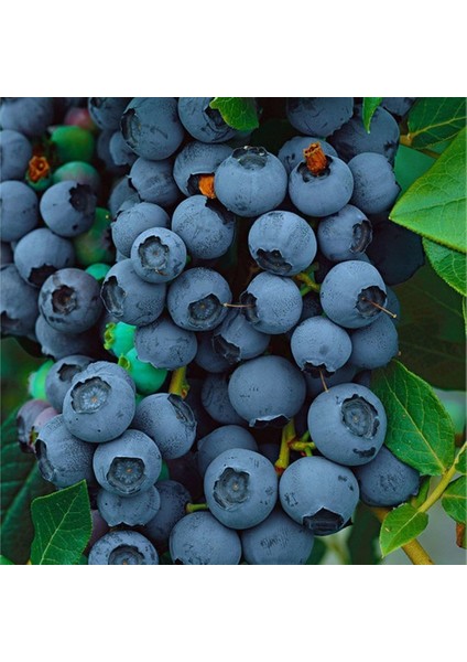 Tüplü Yüksek Dayanıklı Bluejay Yaban Mersini Fidanı