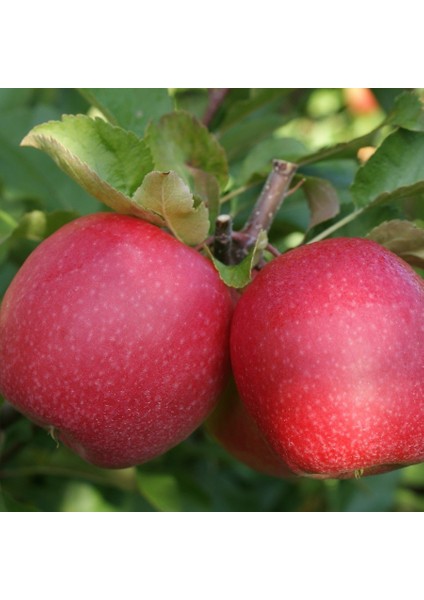 Tüplü Fuji Zhen Aztec Elma Fidanı