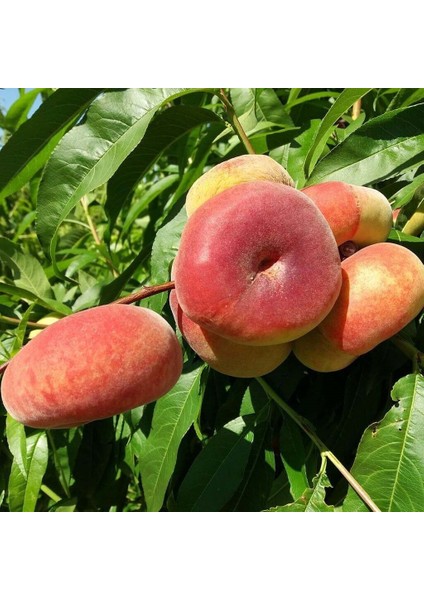 Tüplü Basık Yassı Nektarin Fidanı