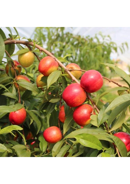 Tüplü Erkenci Zincal(Zinkal) 7 Nektarin Fidanı