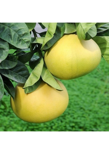 Tüplü Özel Üretim Şadok Pomelo Ağacı Fidanı