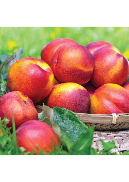 Tüplü Sweet Lady Nektarin Fidanı