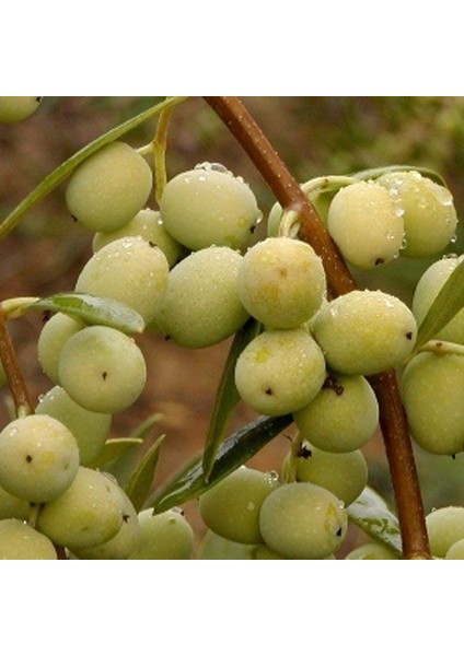 Iri Meyveli Sarı Ulak Zeytin Fidanı