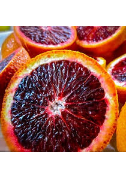 Tohum Bul Bodur Tipte Yemesi Mükemmel Içi Dışı Kırmızı Blood Orange Red Kan Portakalı Fidanı