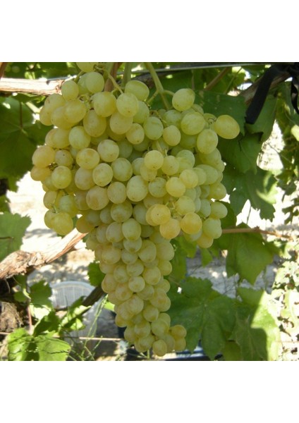 Tüplü 3A261 Yöresel Tekirdağ Geçci Çekirdeksiz Güz Üzümü Fidanı Koleksiyon Çeşit Sınırlı Sayıda