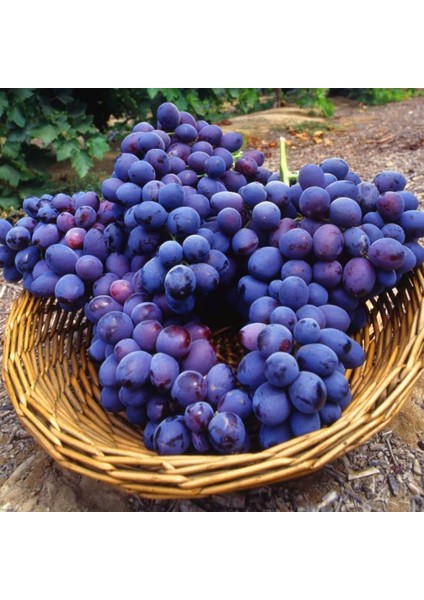 Tüplü 2B56 Tekirdağ Reçel Aromalı Üzüm Fidanı Koleksiyon Çeşit Sınırlı Sayıda