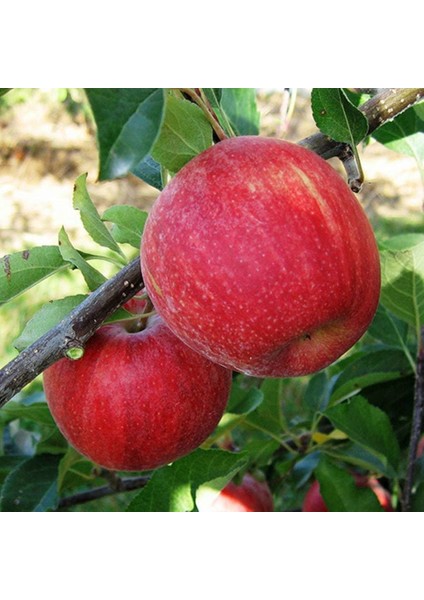 Tüplü Mondial Gala Red Elma Fidanı