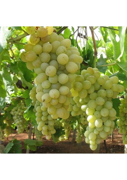 Tüplü Erkenci Erenköybeyazı Üzüm Fidanı