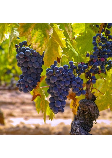 Tüplü Alphonso (Alfons) Lavellee Üzüm(Asma-Bağ) Fidanı