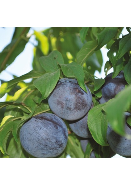 Tüplü Siyah Black Freze Erik Fidanı