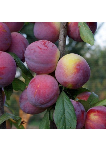 Tüplü Autumn Giant Erik Fidanı