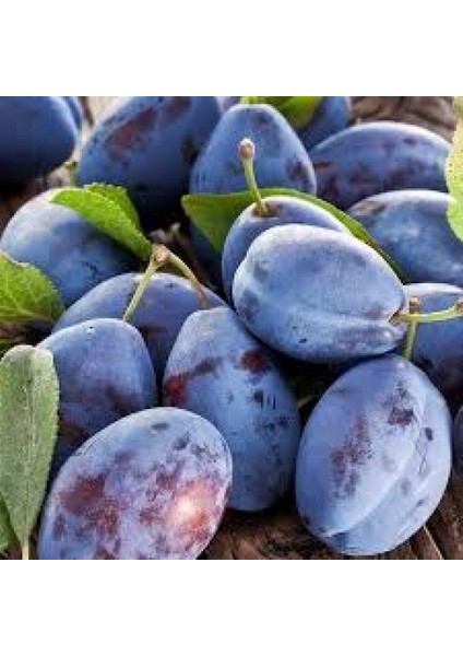 Tüplü Geleneksel Mürdüm Eriği Fidanı