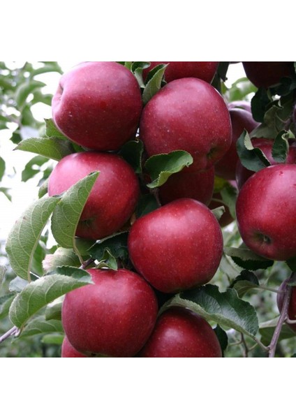 Tüplü Yarı Bodur Red Jonaprince Elma Fidanı