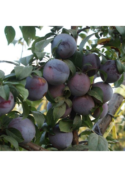 Tüplü Original Sun Japon Erik Fidanı