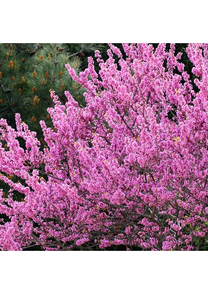 Tüplü Erguvan Pink Fidanı (30-60 Cm)