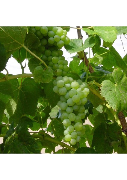 Tüplü Bol Verimli Ata Sarısı Üzüm Fidanı