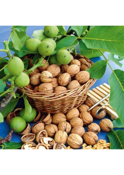 Tüplü Lara Ceviz Fidanı