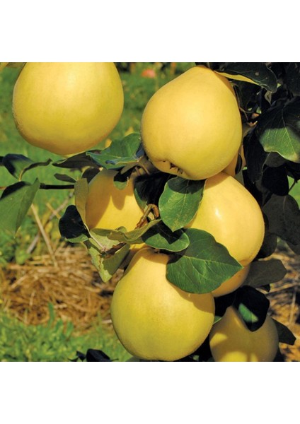 Tüplü Yellow Midilli Ege 25 Ayva Fidanı