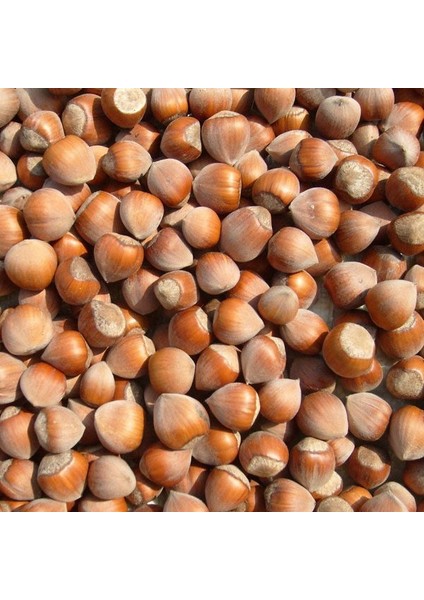 Tüplü Ince Kabuklu Elle Kırılabilen Kuş Fındığı Fidanı