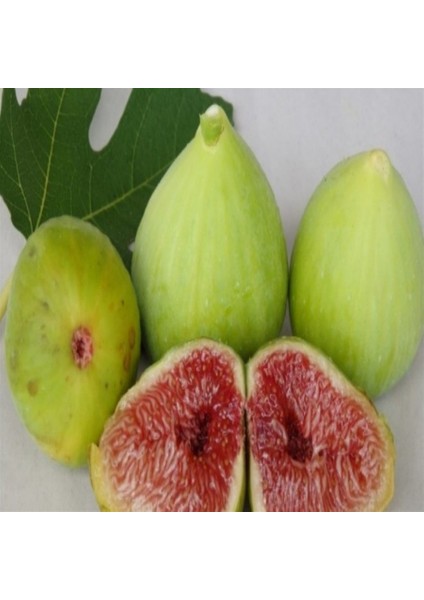 Tüplü Nazilli(Sarı Zeybek) Incir Fidanı