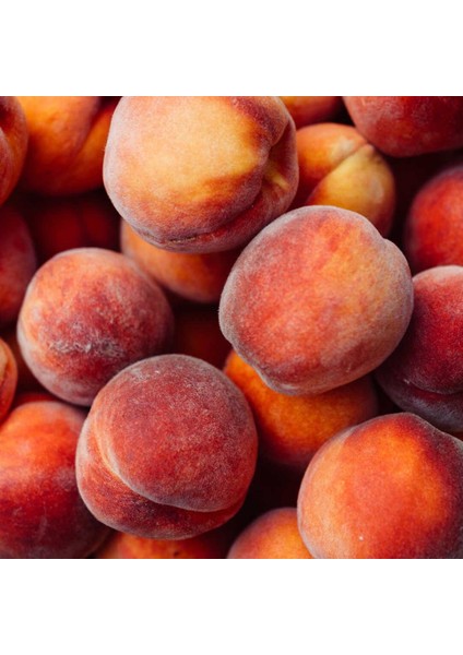 Tüplü Etli Kokulu Dixired Şeftali Fidanı