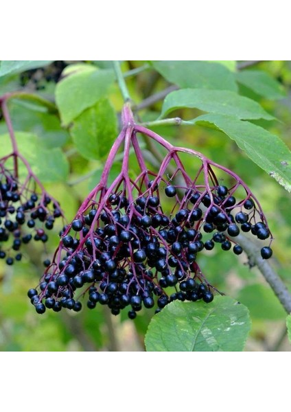 Tüplü Sambucus Nigra Kara Mürver Fidanı Meyve Verme Durumunda