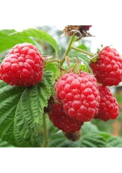 Tüplü Willamette(Vilamet Malina) Ahududu Fidanı