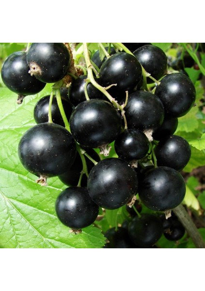 Tüplü Black (Siyah) Golyat Frenk Üzümü Fidanı