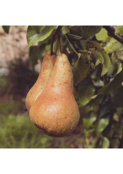 Tüplü Abete Fetel Armut Fidanı