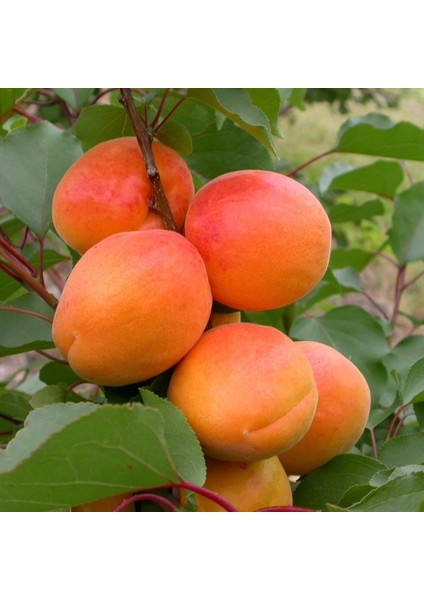 Tüplü Bol Meyveli Yarı Bodur Aldeniz Kayısı Fidanı