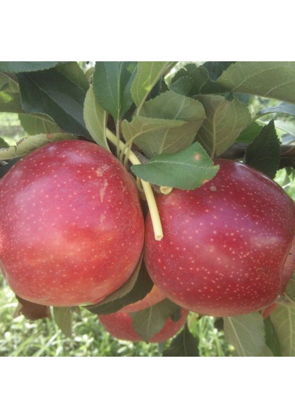 Tüplü Yarı Bodur Buckeye Gala Elma Fidanı