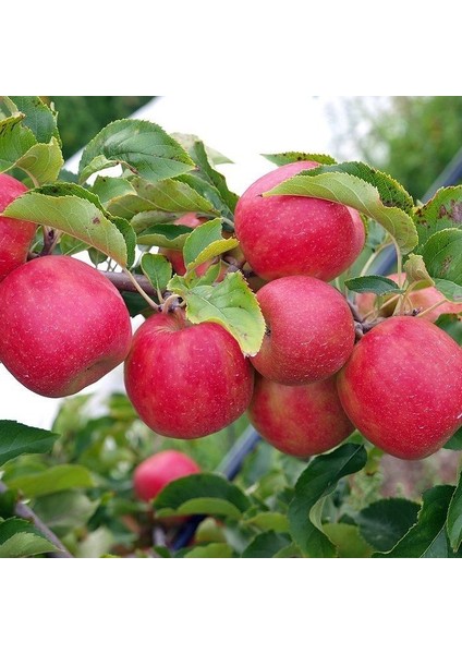 Tüplü Yarıbodur Japon Fuji Kiku Elma Fidanı