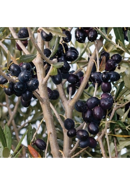 Gemlik Etli Salamuralık Trilye Zeytin Fidanı