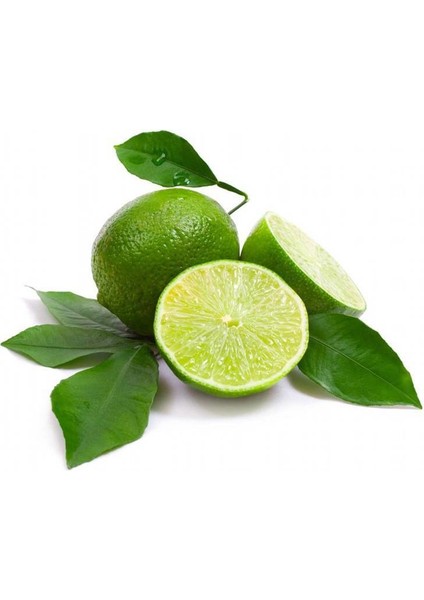 Özel Ürün Tüplü Meksika Lime Limon Fidanı