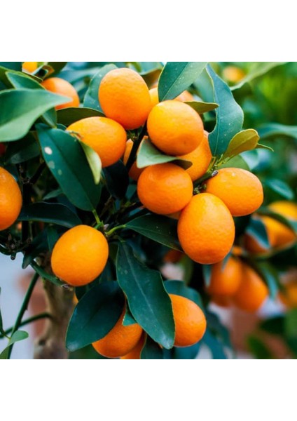 Bodur Tipte Nagami Kamkat FIDANI(50-70CM)