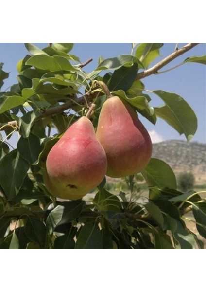 Tüplü Etruşka(Etrusca) Armut Fidanı