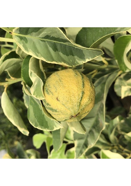 Tüplü Ender Bulunan Beyaz Yapraklı Özel Süs Limonu Fidanı