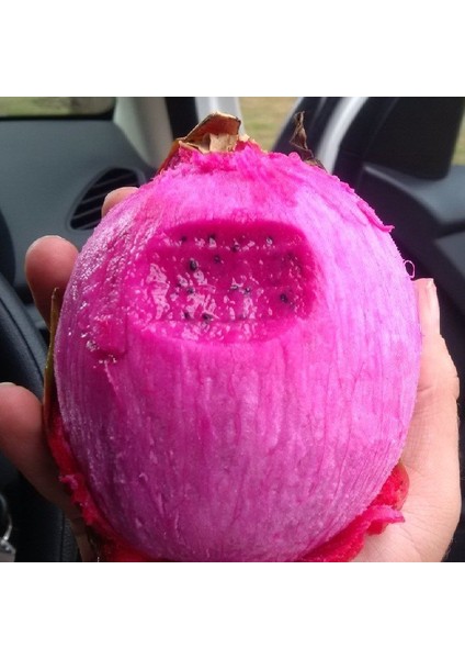 Tüplü Red Renkli Pitaya Ejder Meyvesi Fidanı
