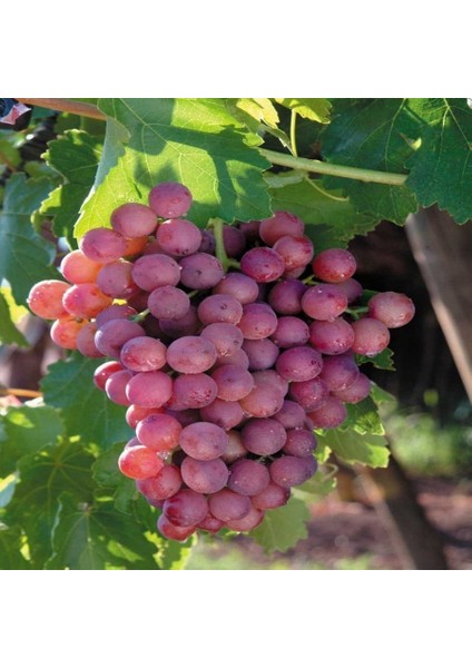 Tüplü Kırmızı Globe Üzüm(Asma-Bağ) Fidanı